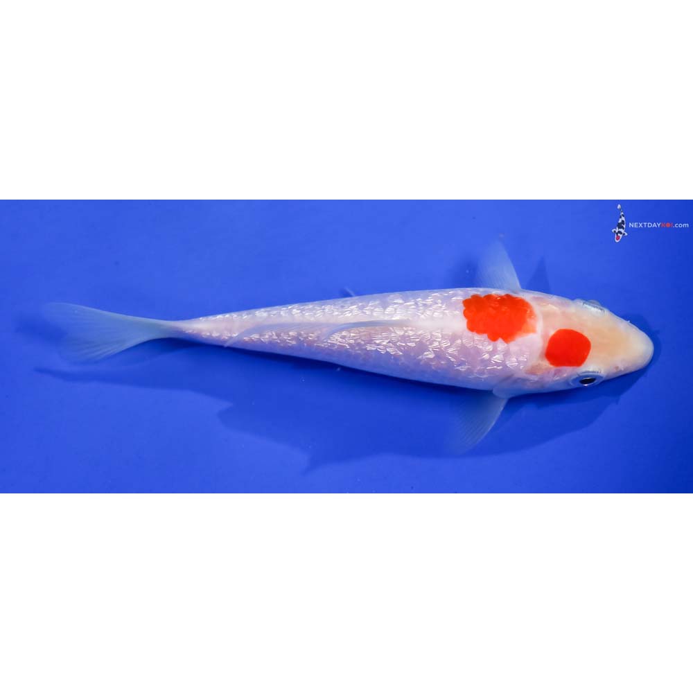 5.5” Imported Gin Rin Kohaku