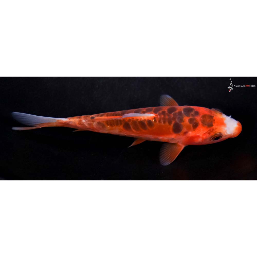 4.5” Imported Hana Shusui