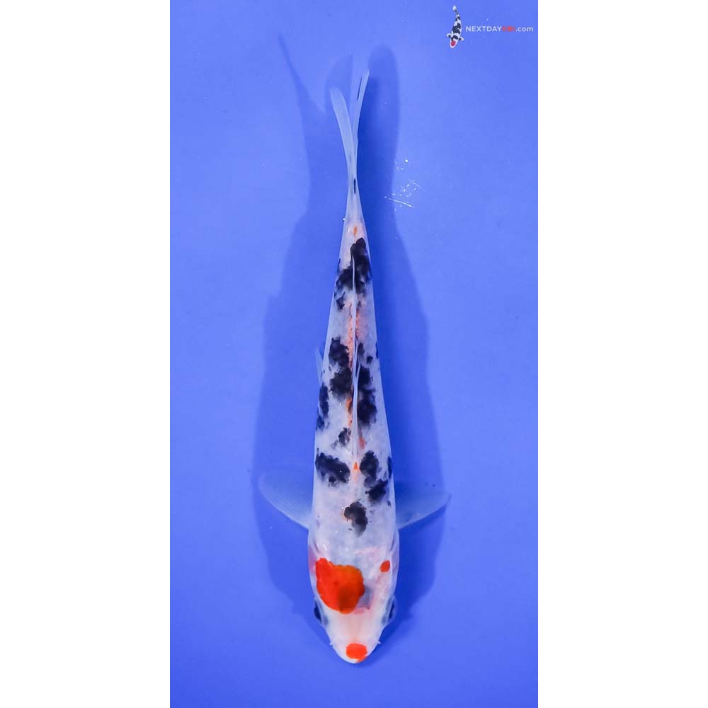 5.5” Imported Sanke