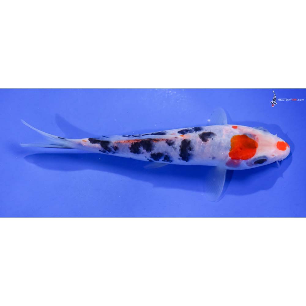 5.5” Imported Sanke