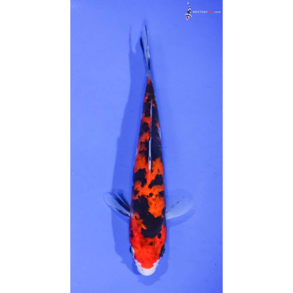 5.5” Imported Aka Sanke