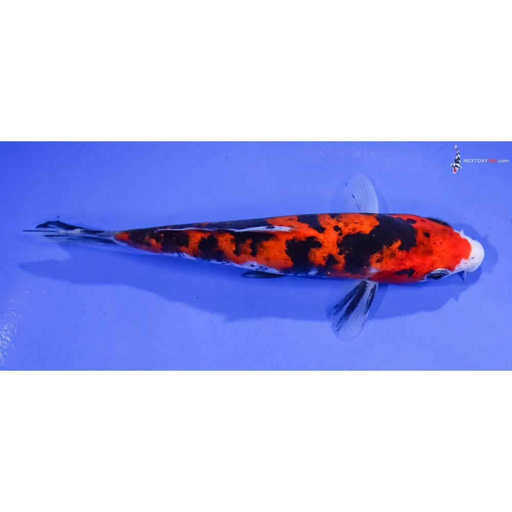 5.5” Imported Aka Sanke