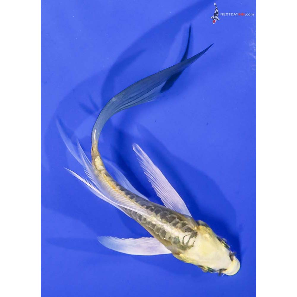 4.5” Imported Doitsu Ki Matsuba Butterfly Koi