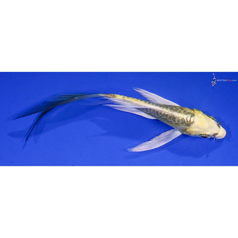 4.5” Imported Doitsu Ki Matsuba Butterfly Koi