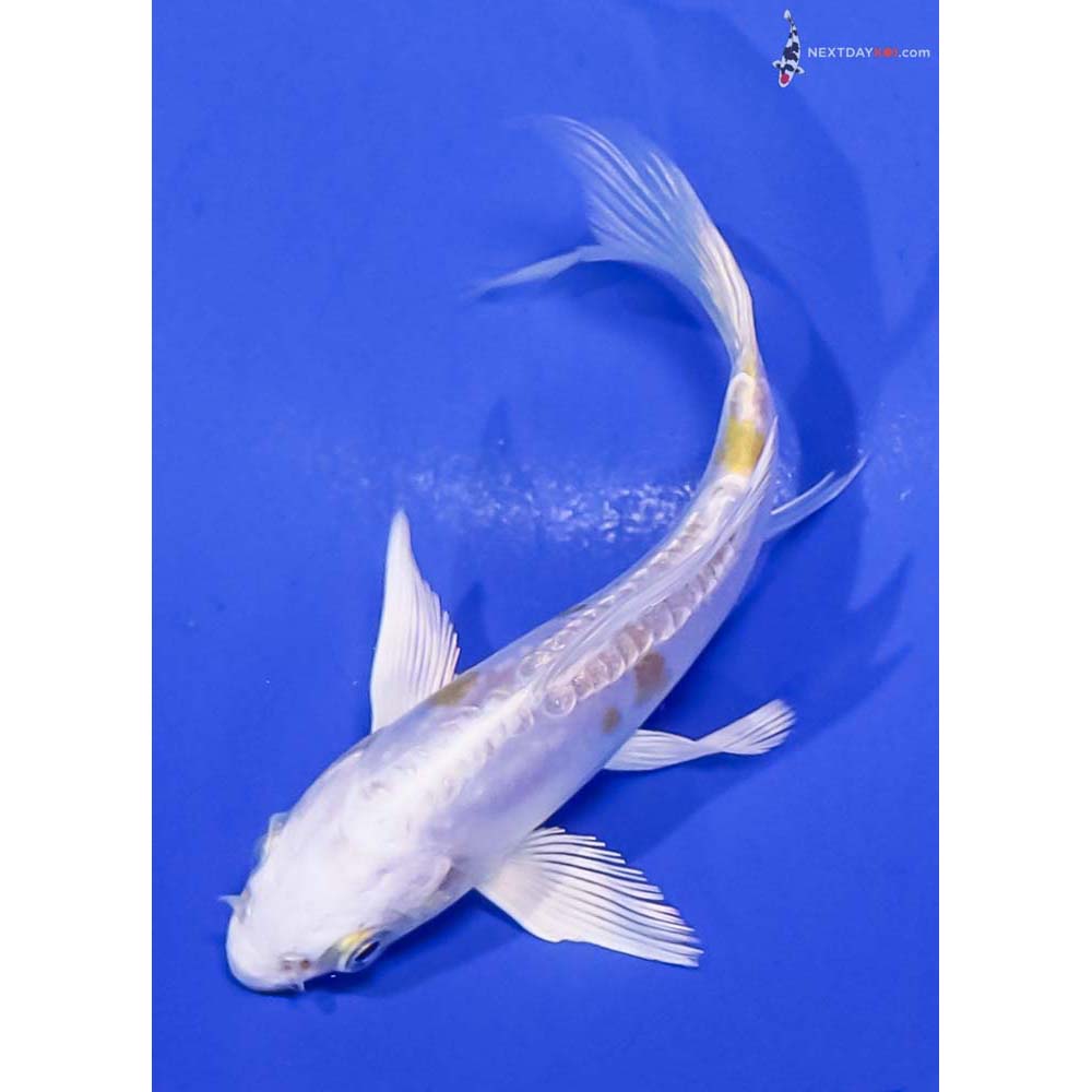 4” Imported Doitsu Lemon Hariwake Butterfly Koi