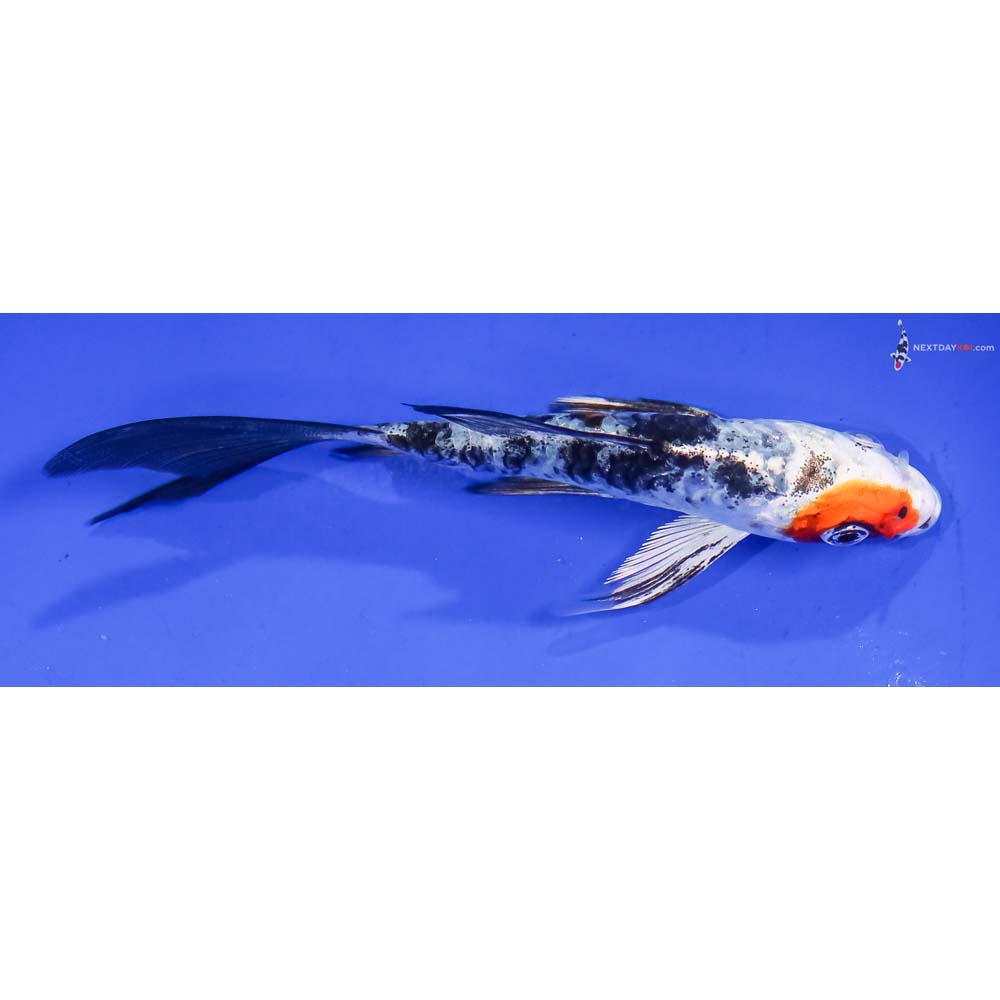 4.5” Imported Armor Scaled Yamato Nishiki Butterfly Koi