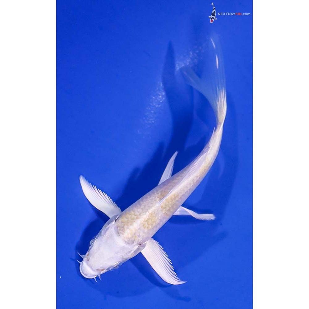 4.5” Imported Lemon Hariwake Butterfly Koi
