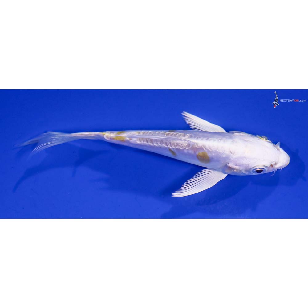 4” Imported Doitsu Lemon Hariwake Butterfly Koi