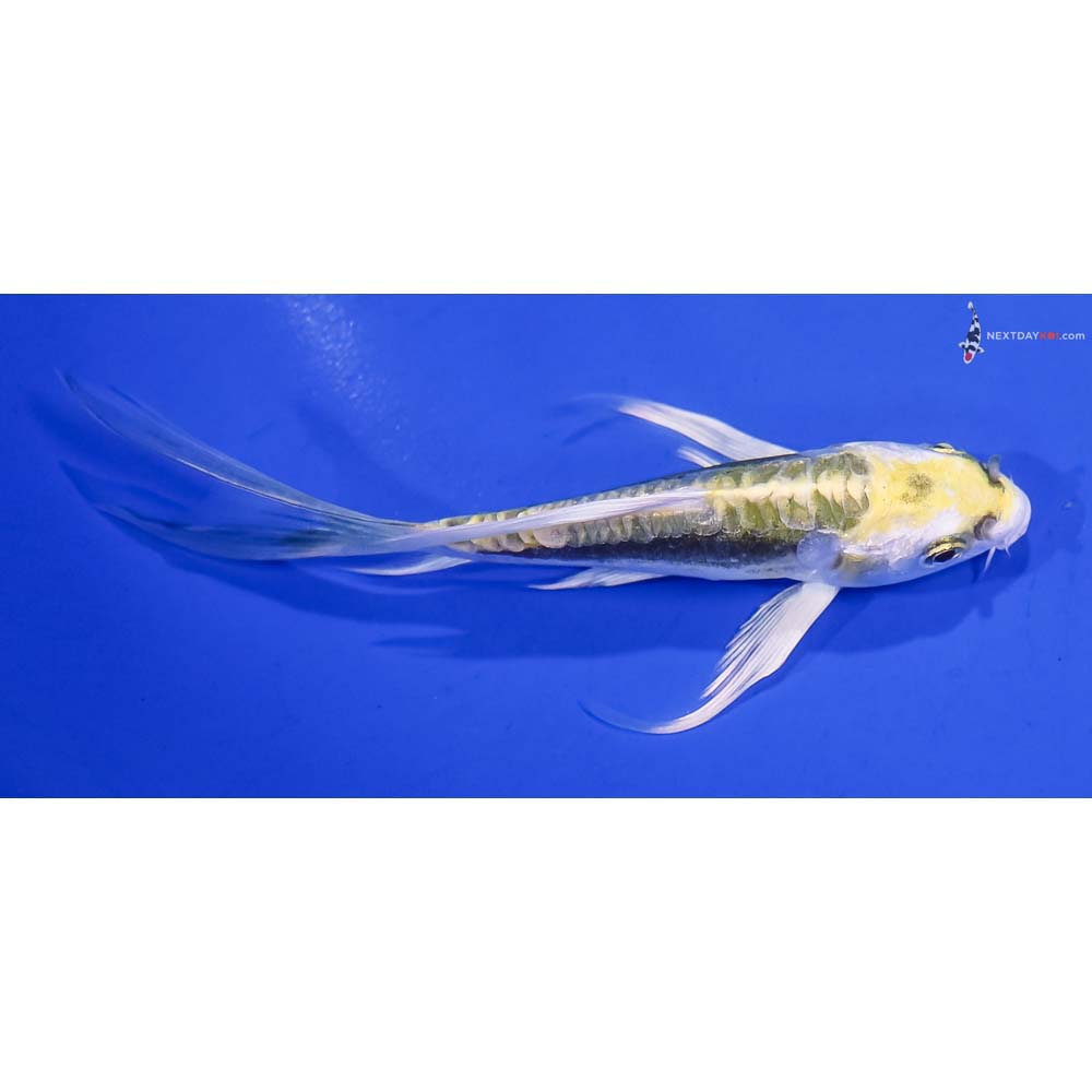 4.5” Imported Kin Kikokuryu Butterfly Koi