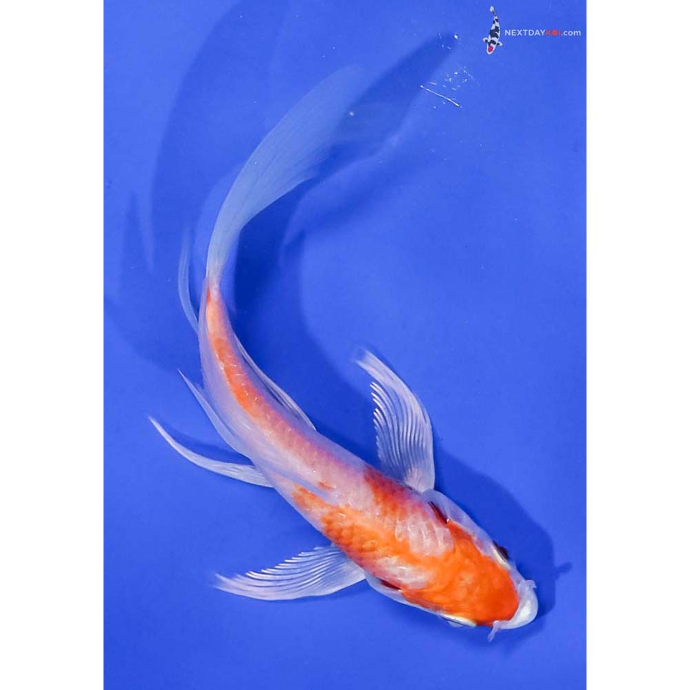 5” Imported Hariwake Butterfly Koi