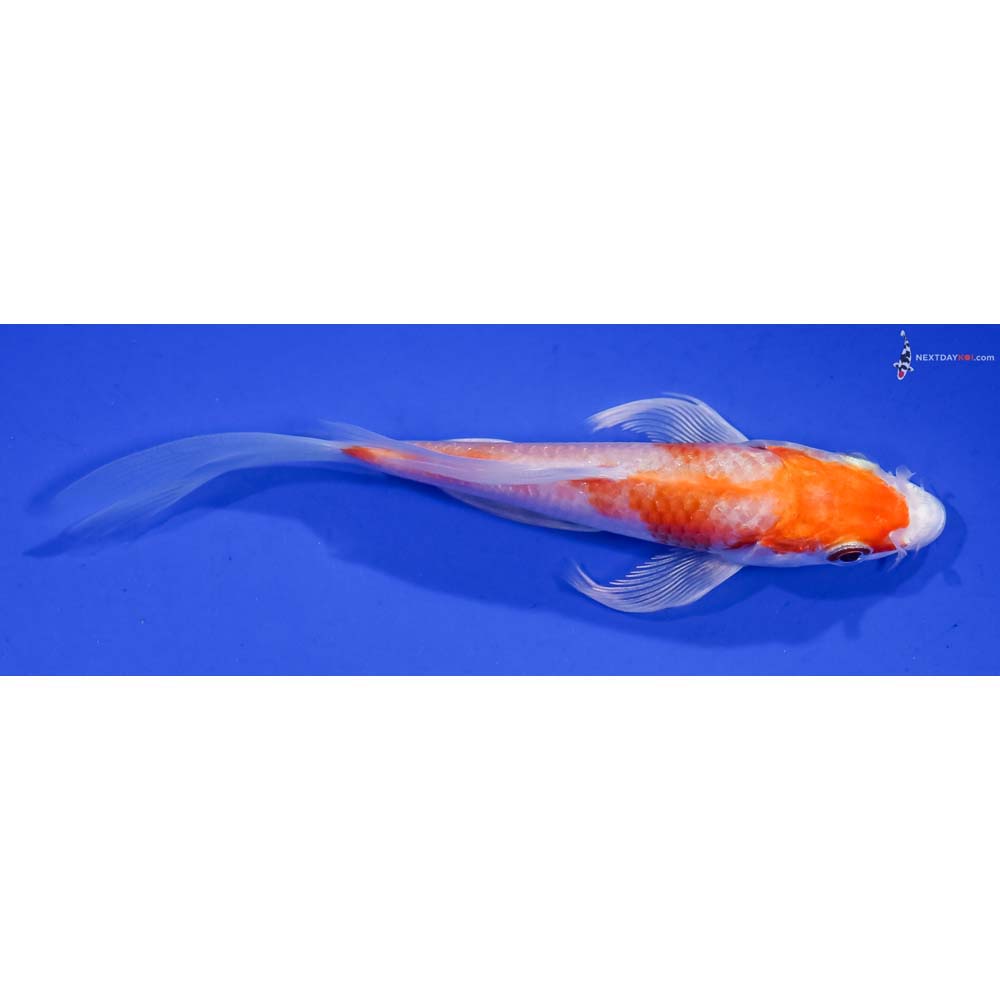 5” Imported Hariwake Butterfly Koi