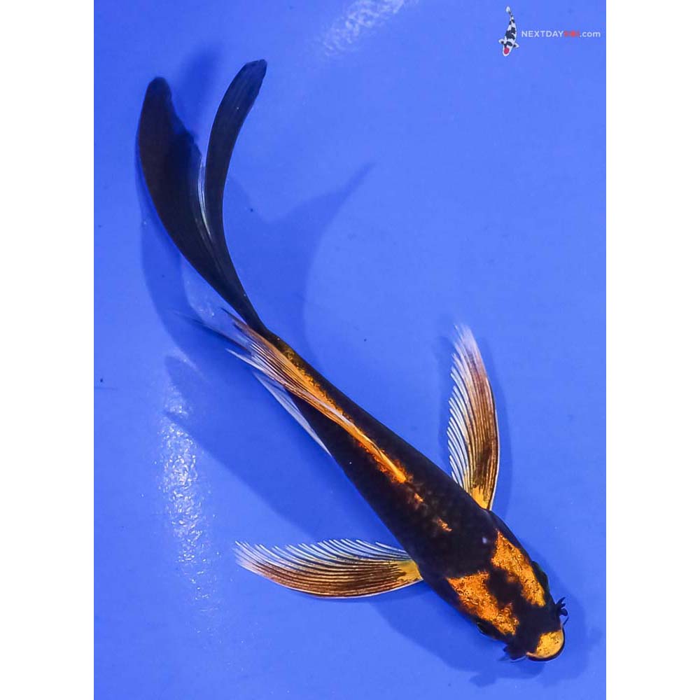 5” Imported Orenji Matsuba Butterfly Koi