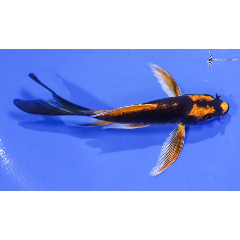 5” Imported Orenji Matsuba Butterfly Koi