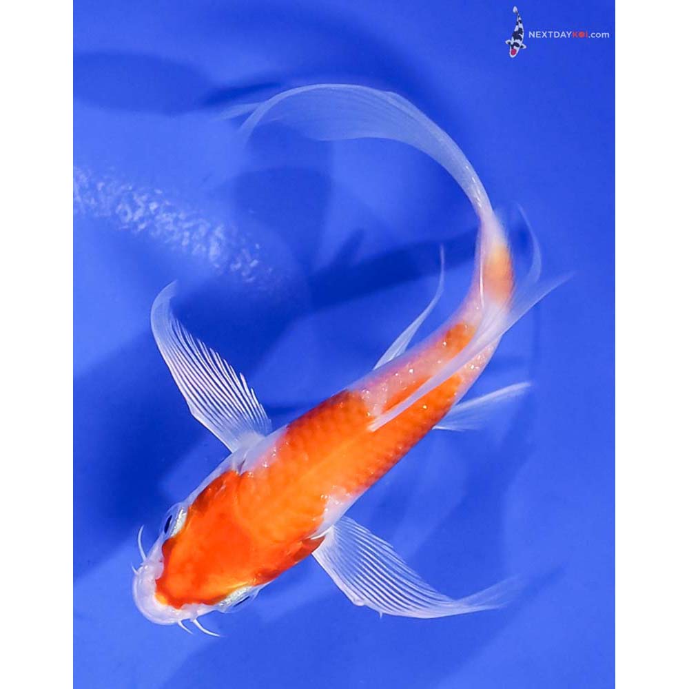 5” Imported Hariwake Butterfly Koi