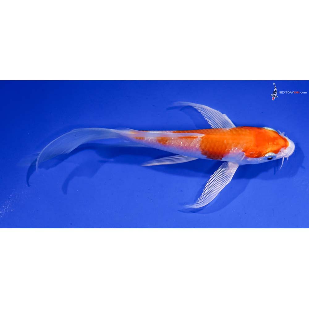 5” Imported Hariwake Butterfly Koi