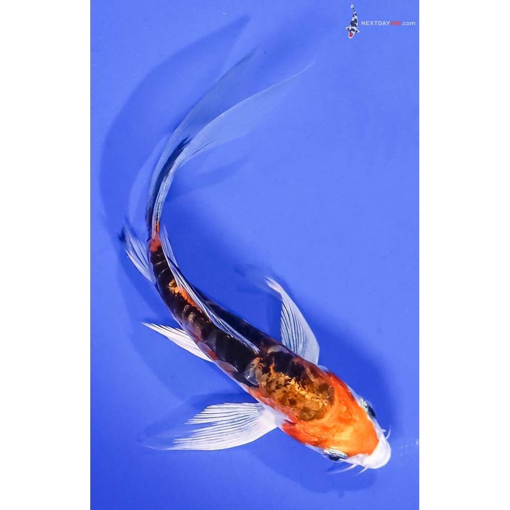 5” Imported Heisei Nishiki Butterfly Koi