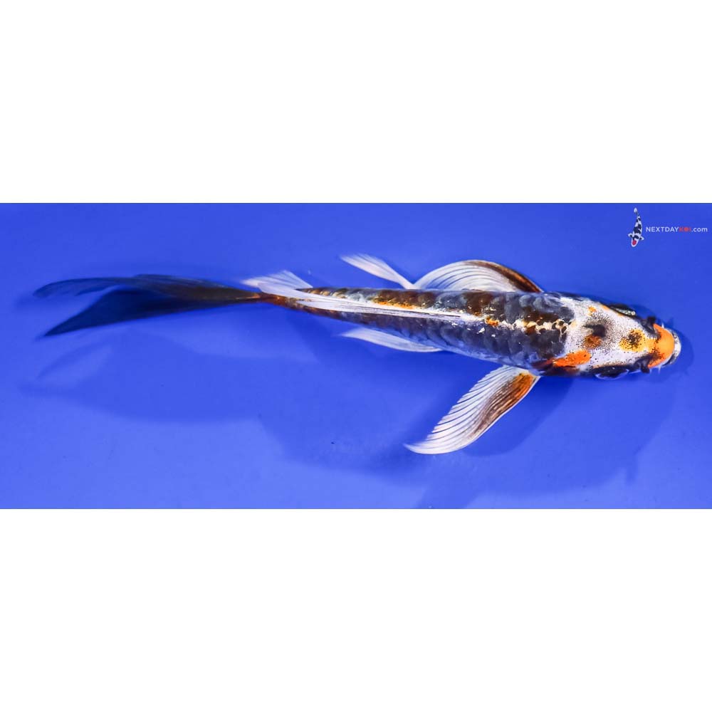 5” Imported Armor Scaled Kujaku Butterfly Koi