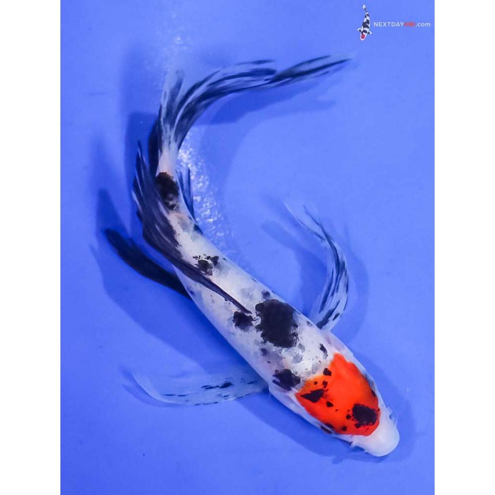 5” Imported Sanke Butterfly Koi