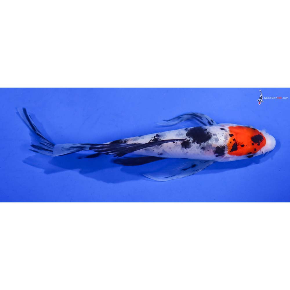 5” Imported Sanke Butterfly Koi