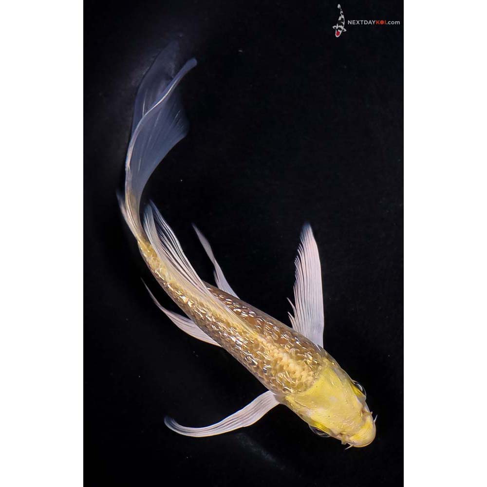 5” Imported Gin Rin Yamabuki Ogon Butterfly Koi