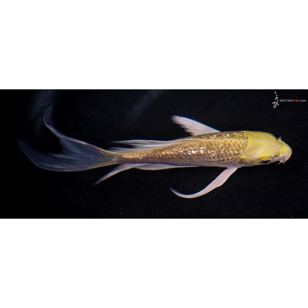 5” Imported Gin Rin Yamabuki Ogon Butterfly Koi