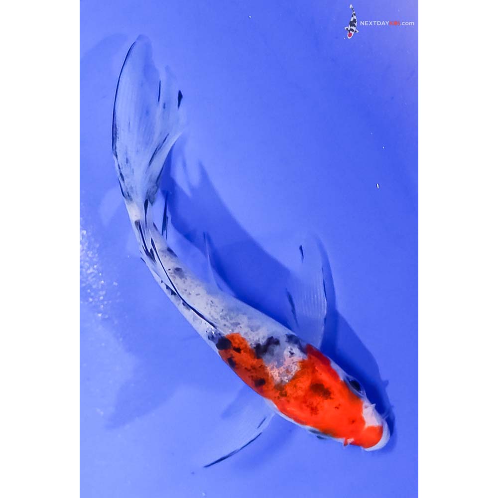 4” Imported Sanke Butterfly Koi