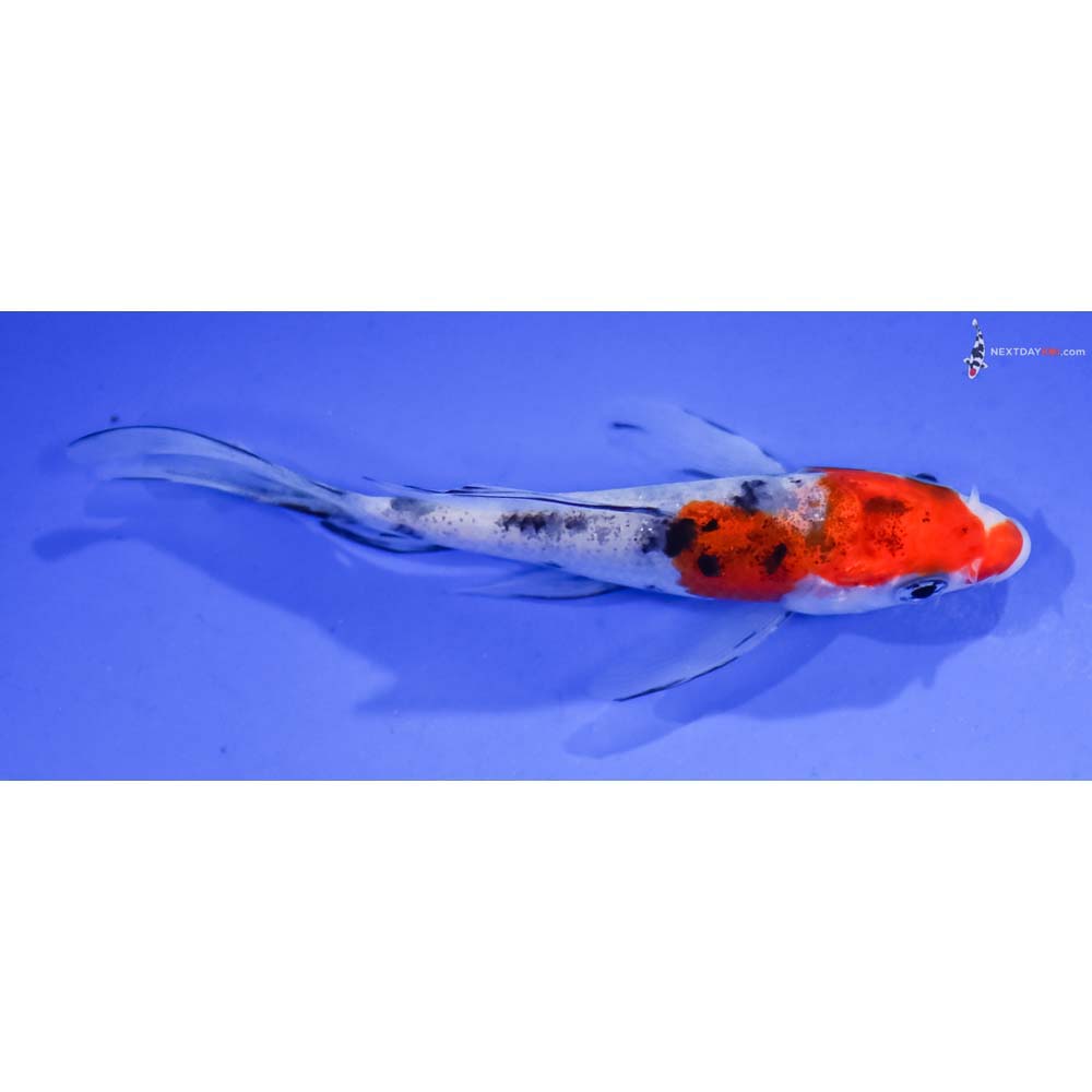 4” Imported Sanke Butterfly Koi