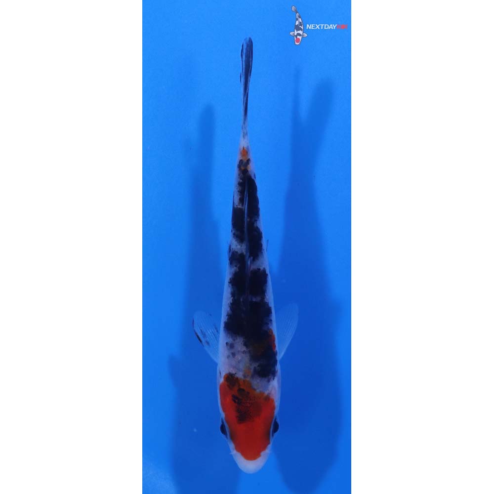 3.5” Imported Sanke