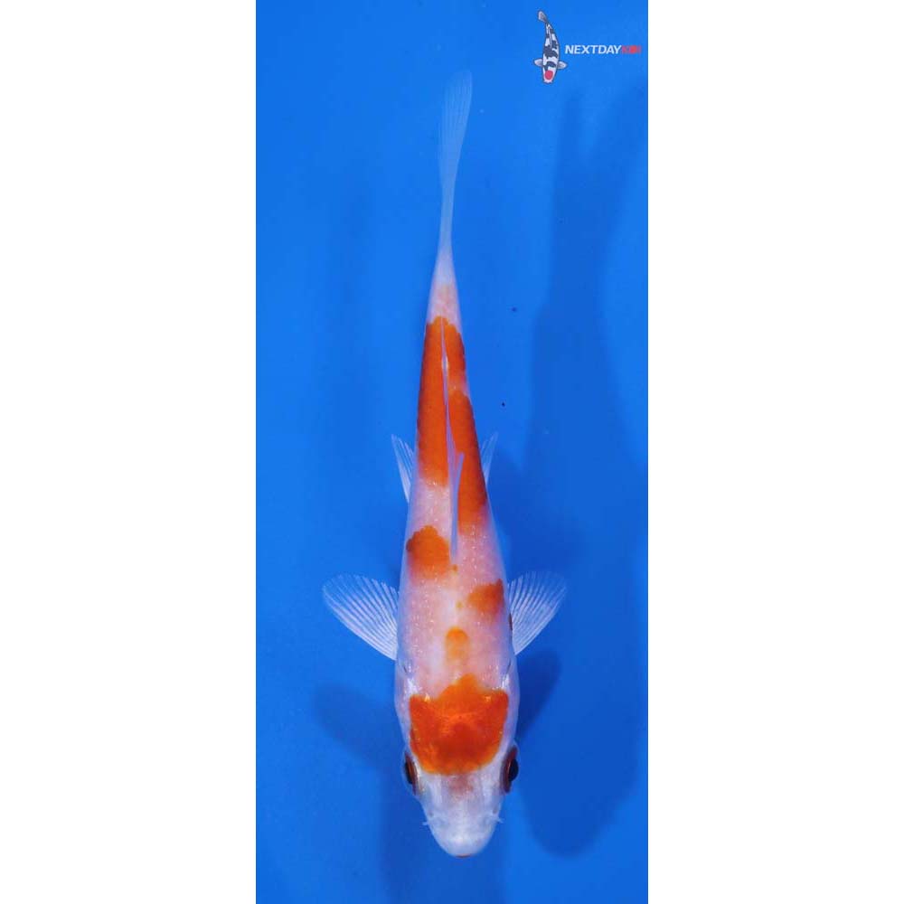 3.5” Imported Hariwake