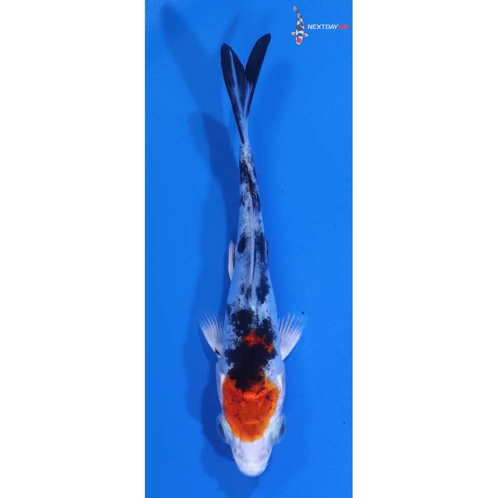 3.5” Imported Heisei Nishiki