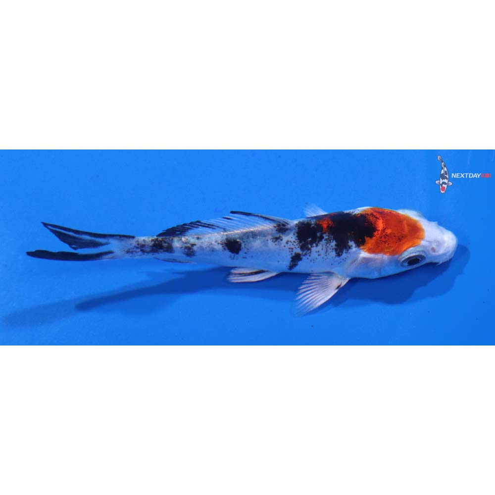3.5” Imported Heisei Nishiki