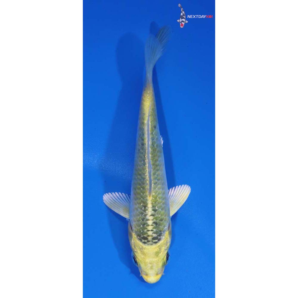3.5” Imported Kujaku