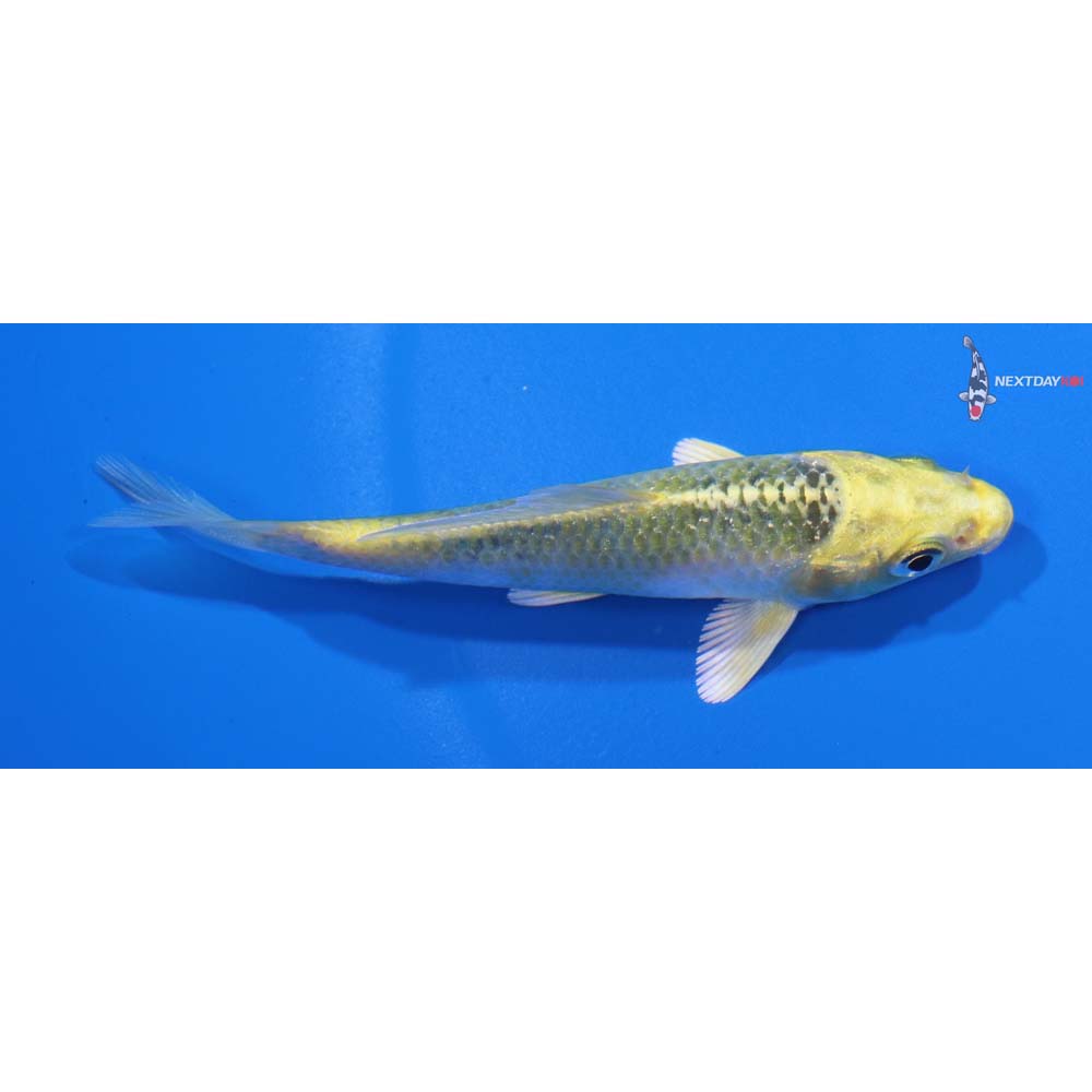 3.5” Imported Kujaku