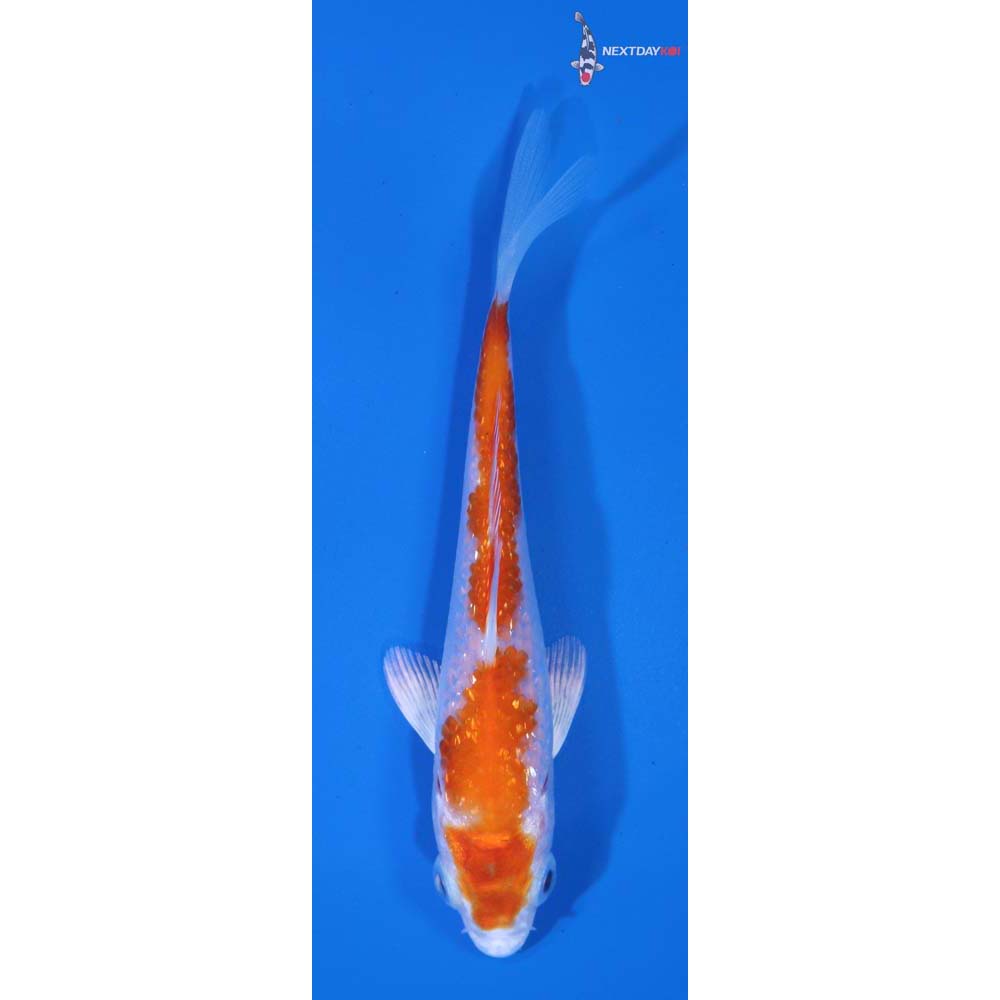 3.5” Imported Gin Rin Hariwake