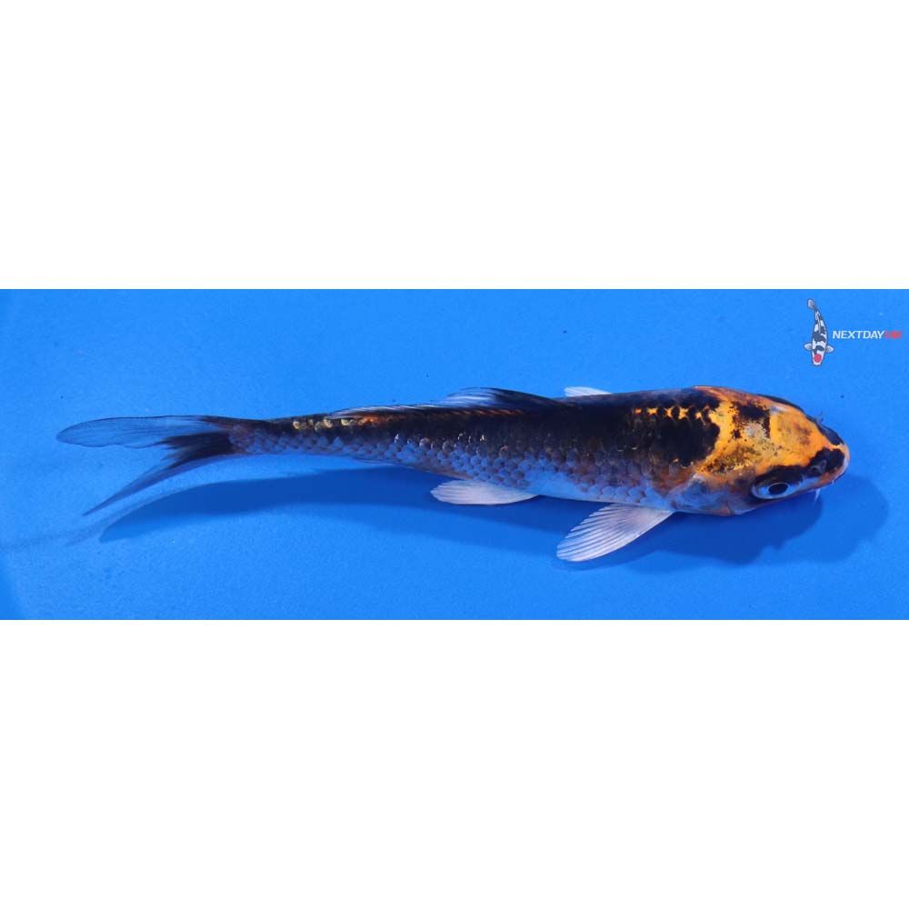 4” Imported Kujaku