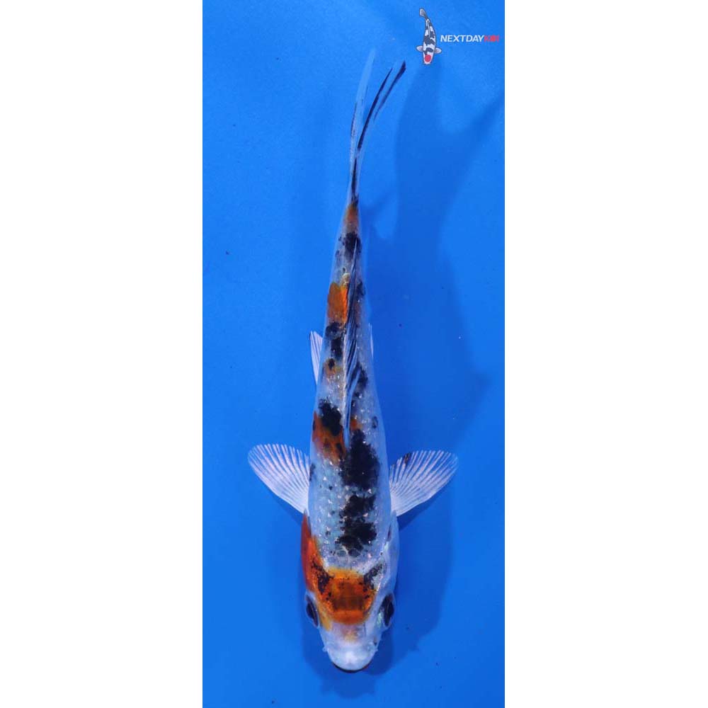 4” Imported Yamato Nishiki