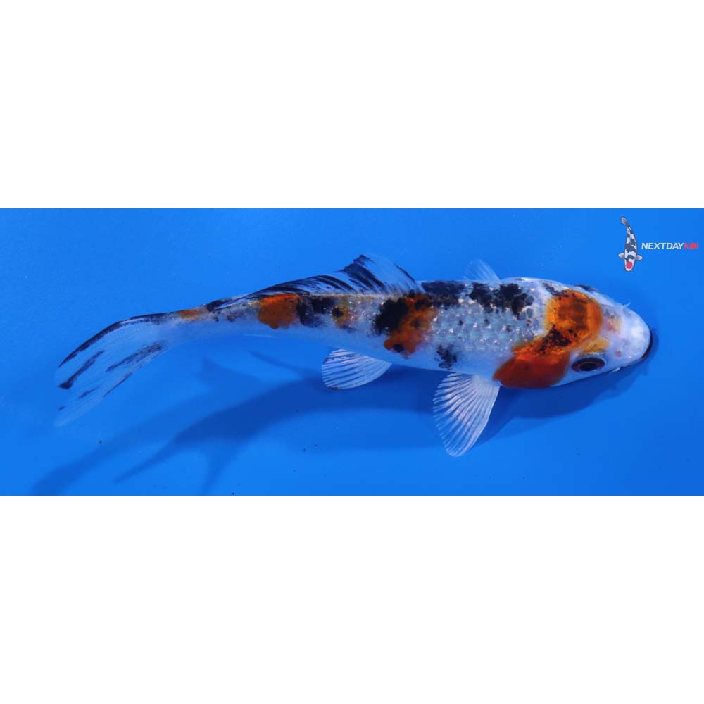 4” Imported Yamato Nishiki