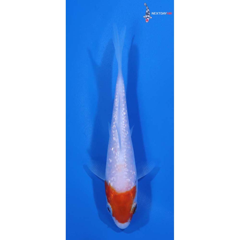 4” Imported Gin Rin Kohaku