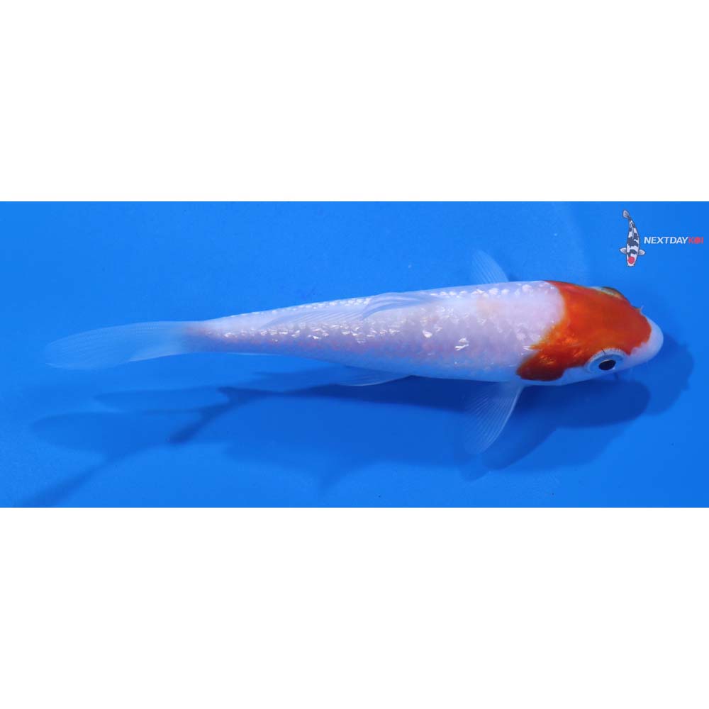 4” Imported Gin Rin Kohaku