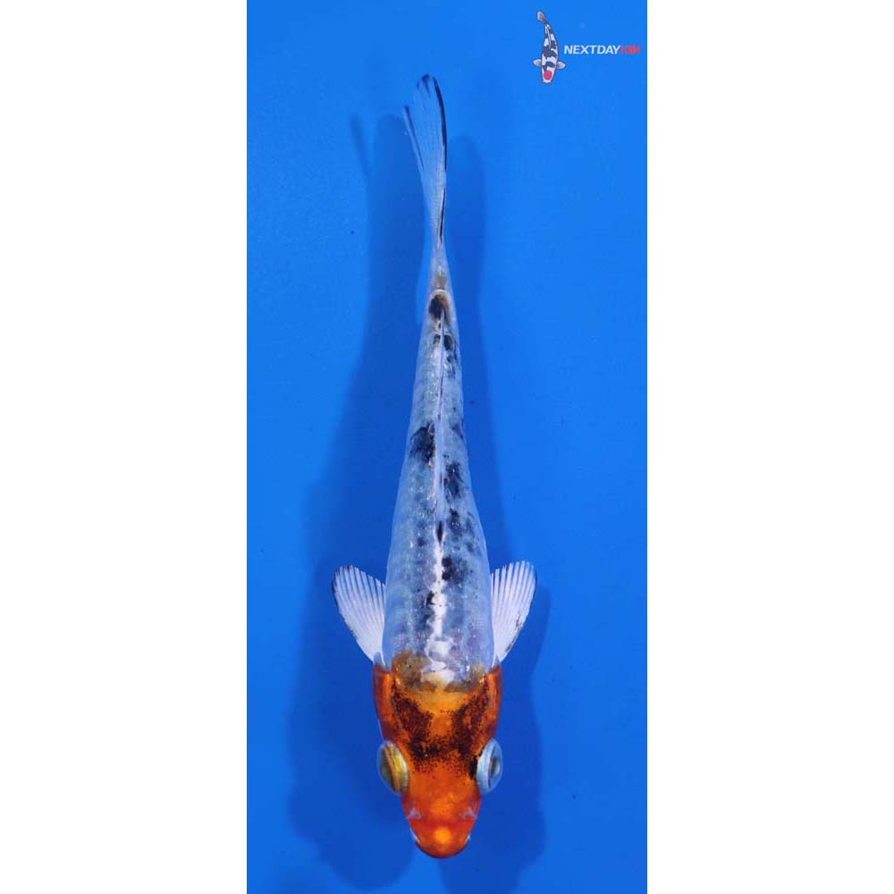 3.5” Imported Armor Scaled Yamato Nishiki