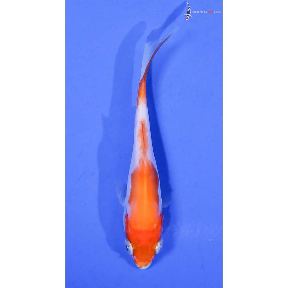3” Imported Foitsu Kohaku