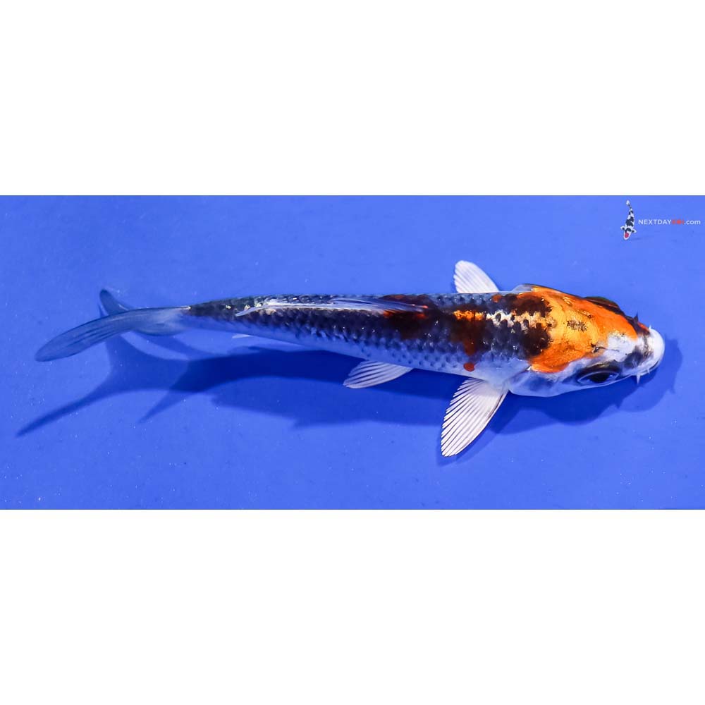 3” Imported Kujaku