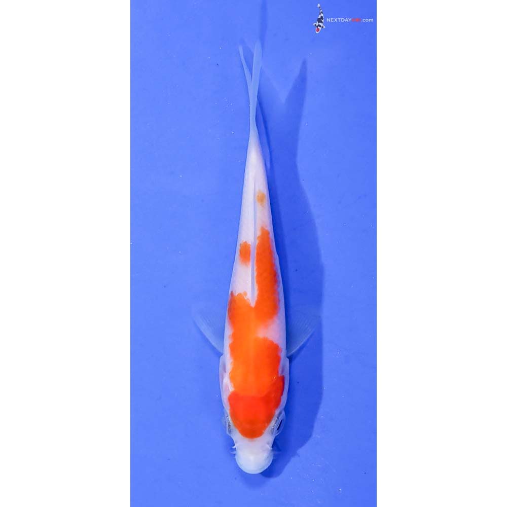 3.5” Imported Kohaku