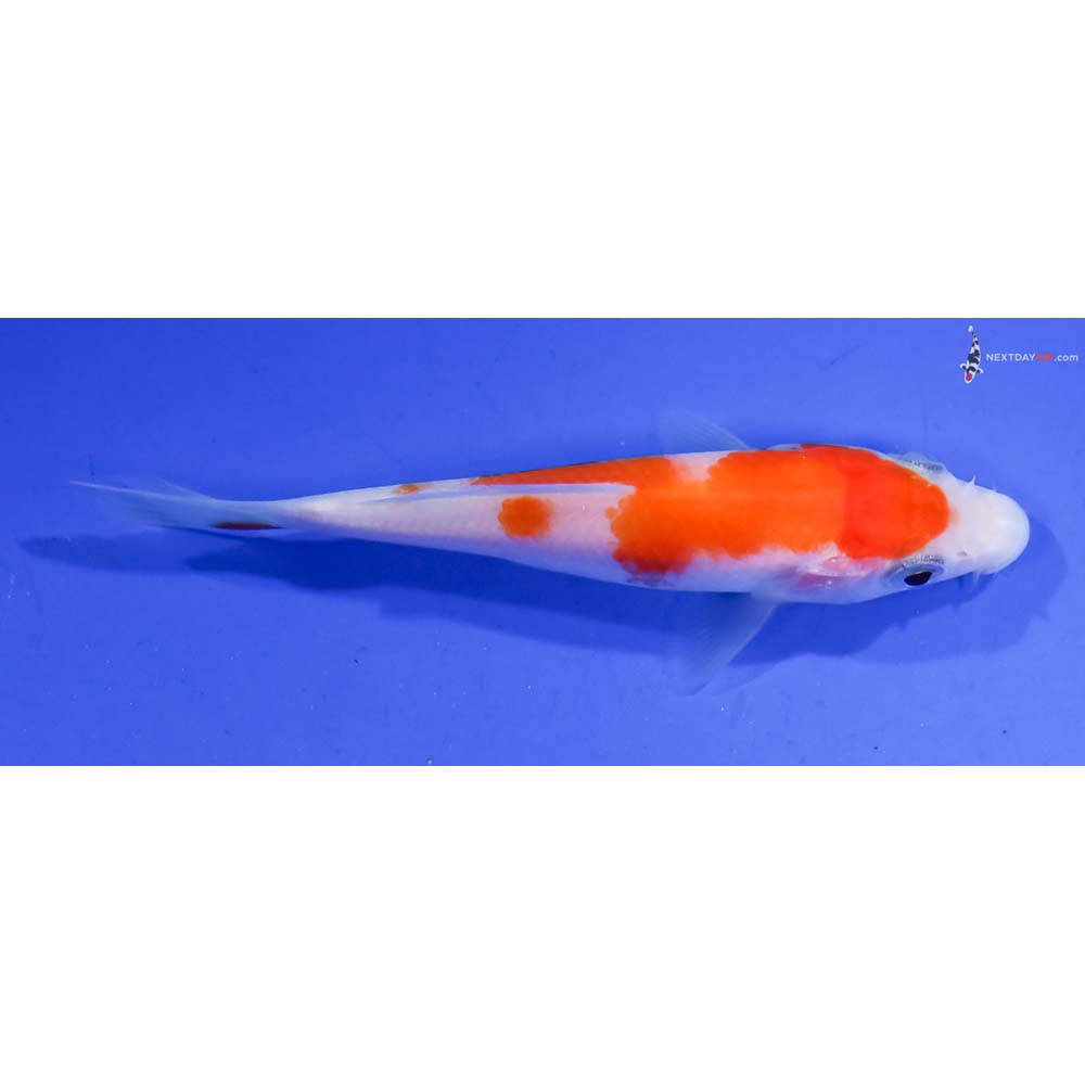 3.5” Imported Kohaku