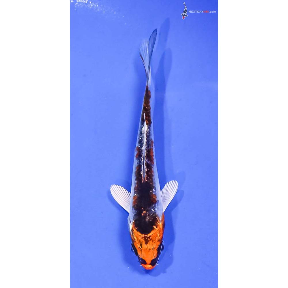 3.5” Imported Kujaku