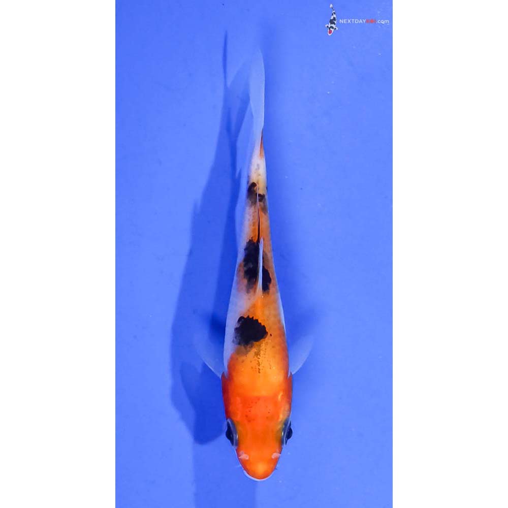 3” Imported Aka Sanke