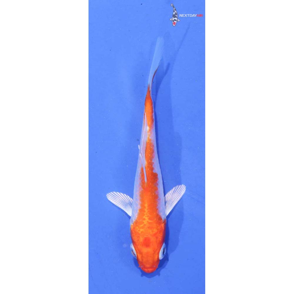 3” Imported Hariwake