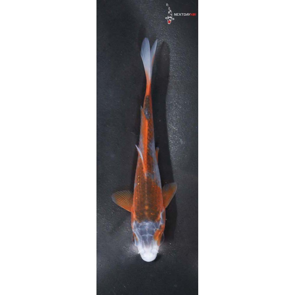 3.5” Imported Hi Asagi