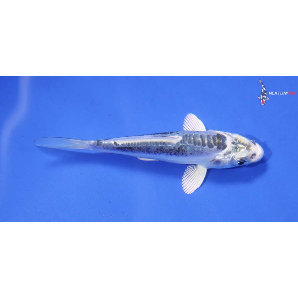 3” Imported Kikokuryu