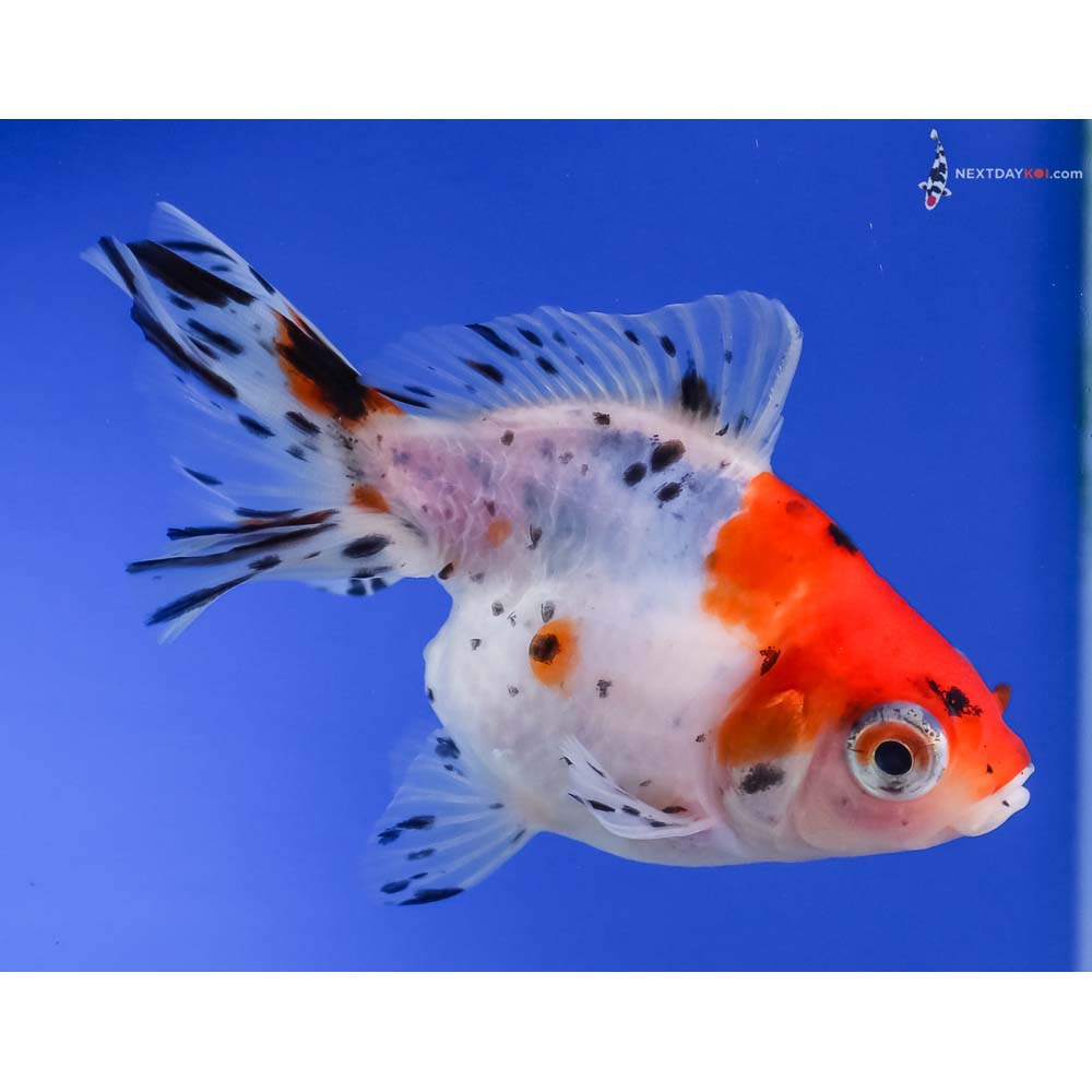 4” Imported Calico Ryukin